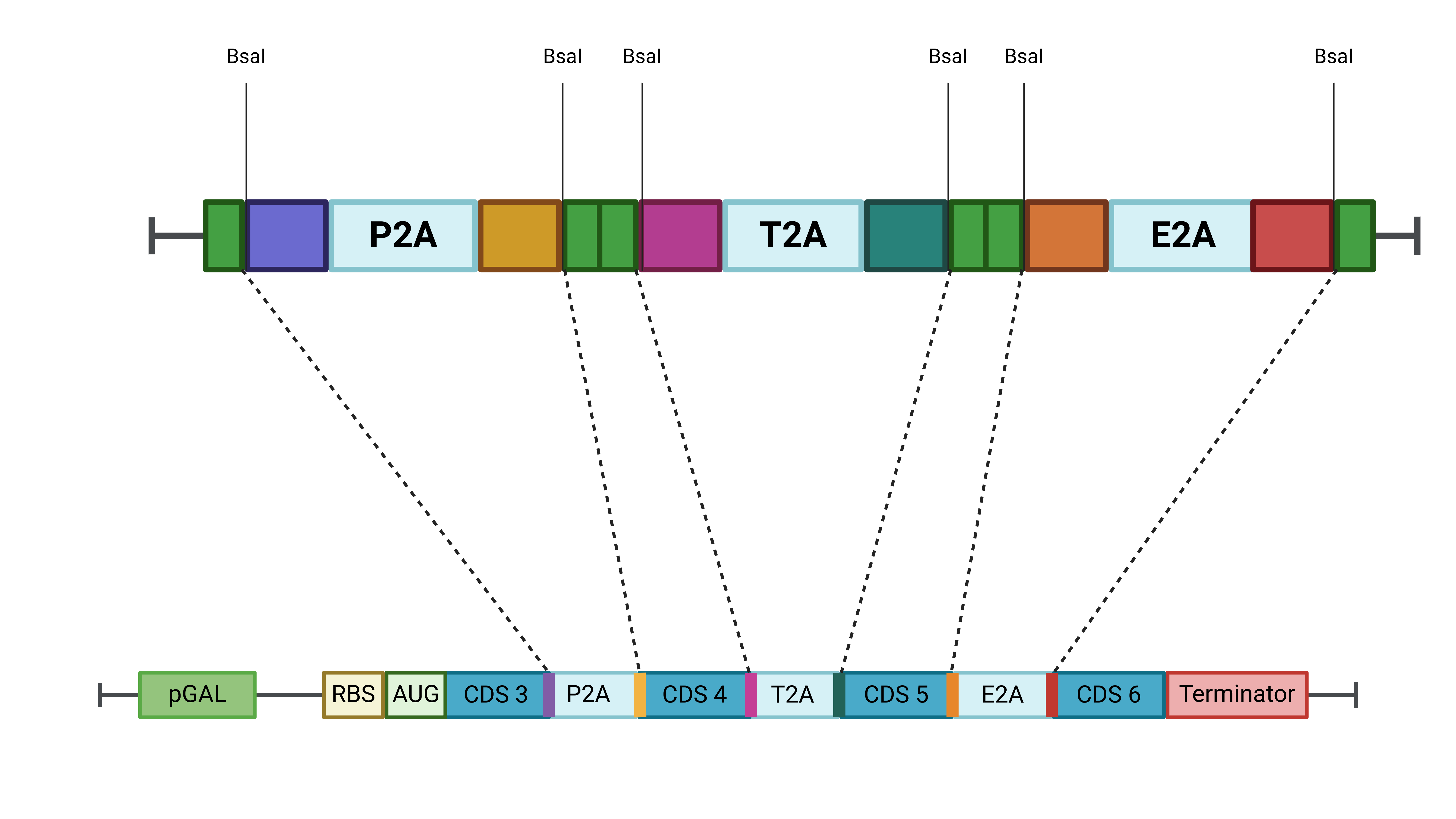 2A Peptides for Golden Gate